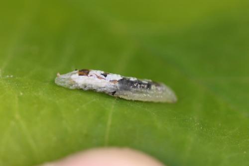 Episyrphus balteatus