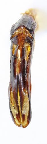 Diphyllomorpha olivacea