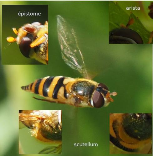 Réf. 254 068 : Epistrophe nitidicollis