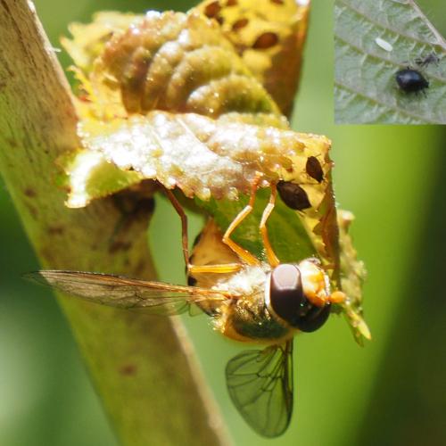 Réf. 254 069 : Epistrophe nitidicollis