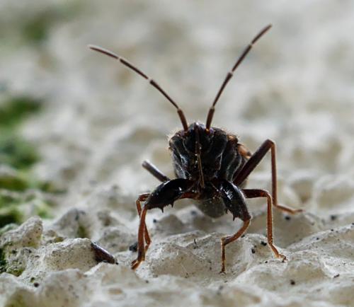 Réf. 254 180 : Eremocoris podagricus