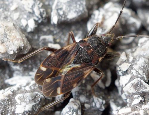 Réf. 254 181 : Eremocoris podagricus