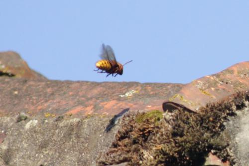 Vespa crabro