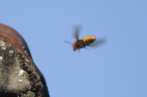 Vespa crabro