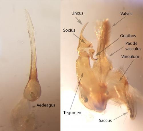 Réf. 254 092 : Bryotropha domestica