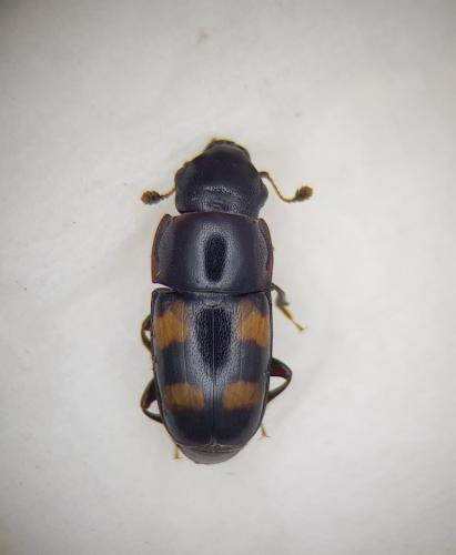 Glischrochilus quadrisignatus