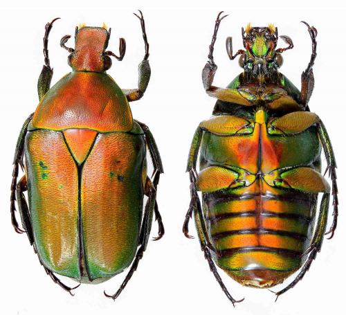 Réf. 254 438 : Pseudotorynorrhina fortunei