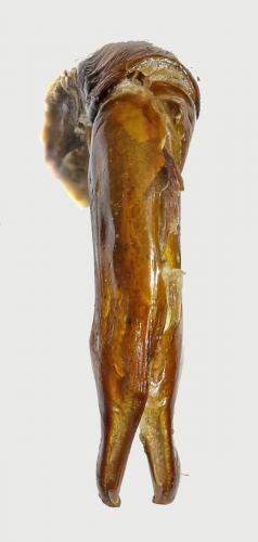 Pseudotorynorrhina fortunei