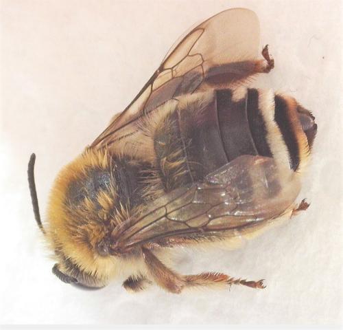Eucera sp.