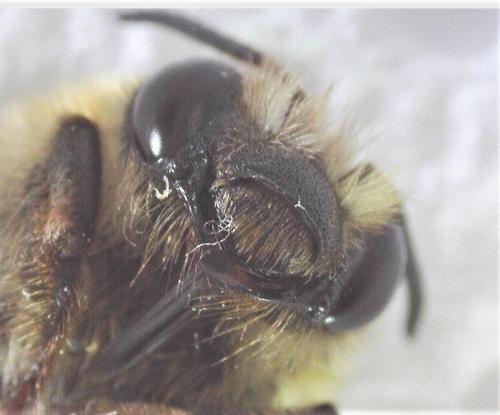Eucera sp.