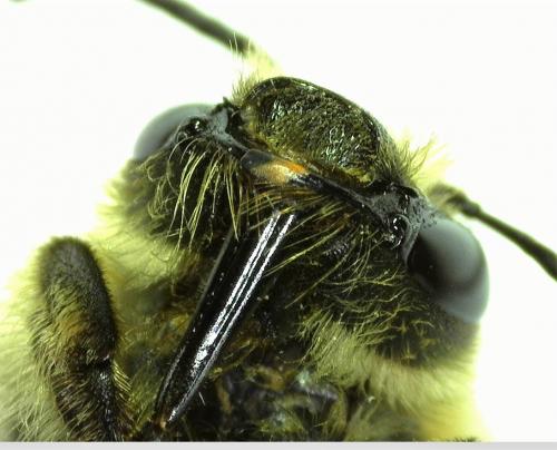Eucera sp.