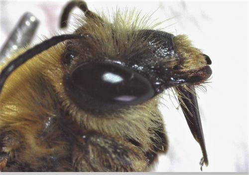 Eucera sp.