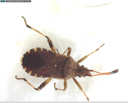 Réf. 254 966 : Ceraleptus gracilicornis