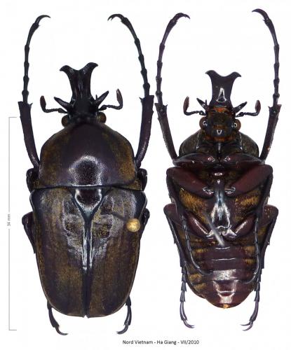 Réf. 254 340 : Herculaisia satanas