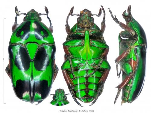 Heterorhina schadenbergi