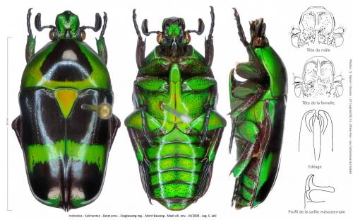 Réf. 254 403 : Heterorhina simula