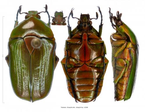 Heterorhina triangularis