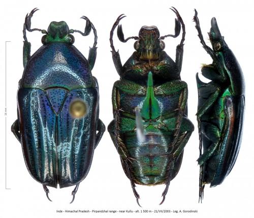 Heterorhina porphyretica