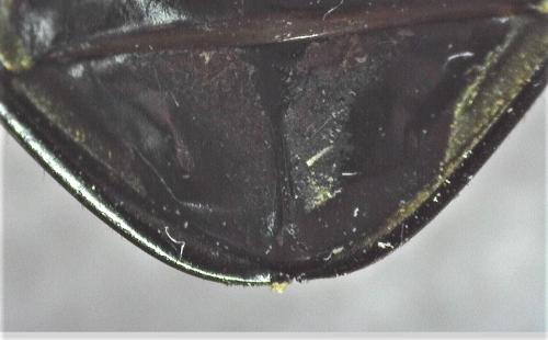 Réf. 254 645 : Hydrophilus sp.