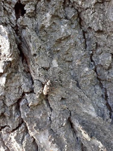 Réf. 254 589 : Aegomorphus sp.