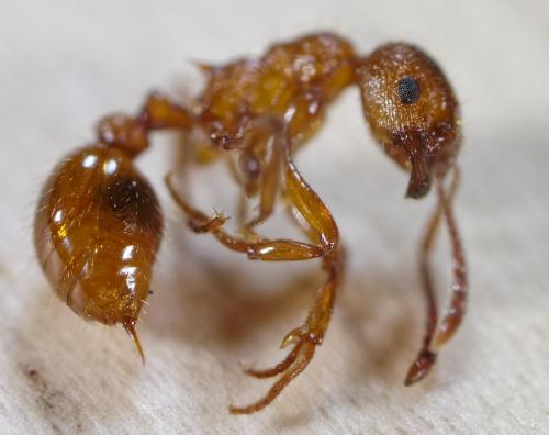 Réf. 254 390 : Myrmica rubra