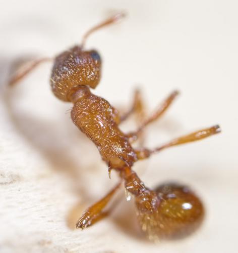 Réf. 254 393 : Myrmica rubra