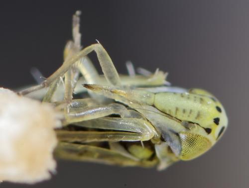 Réf. 254 510 : Eupteryx decemnotata