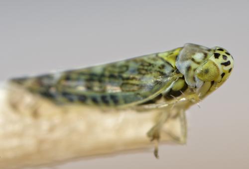 Réf. 254 509 : Eupteryx decemnotata