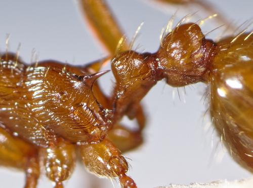 Réf. 254 514 : Myrmica rubra