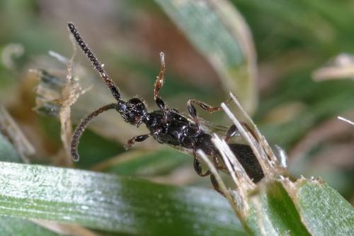 Belyta sp.