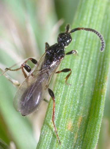 Réf. 254 769 : Belyta sp.