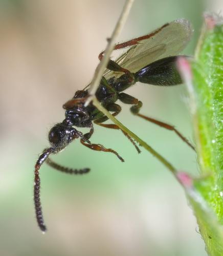 Belyta sp.