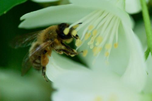 Andrena nigroaenea
