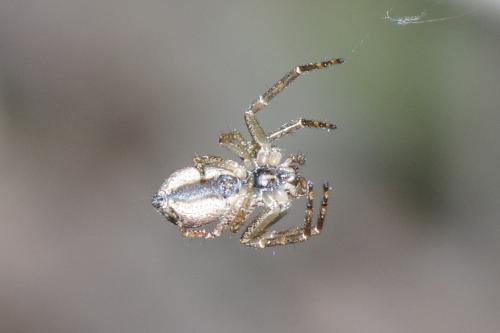 Tmarus sp.