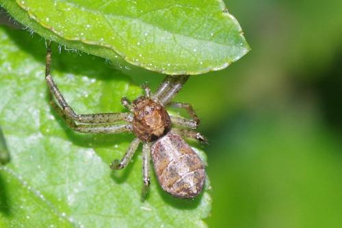Tmarus sp.