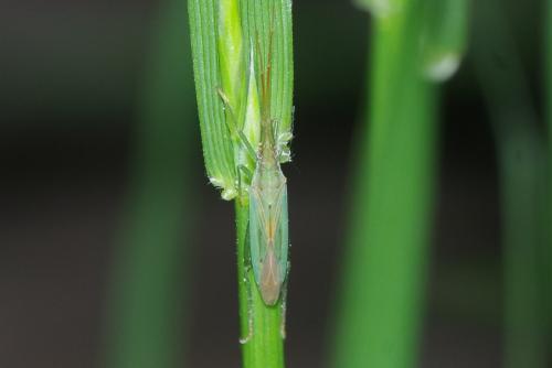 Stenodema sp.