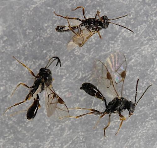 Tersilochus sp.