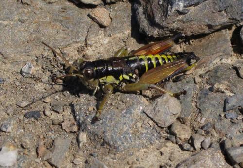 Réf. 254 556 : Podisma dechambrei dechambrei