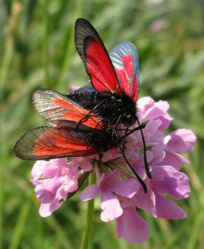 Zygaena brizae