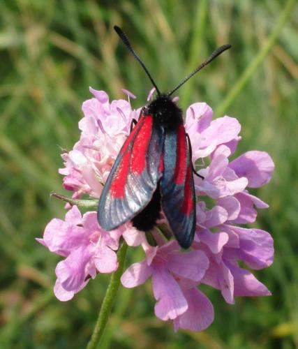 Zygaena brizae