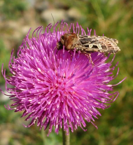Réf. 254 891 : Chersotis sp.