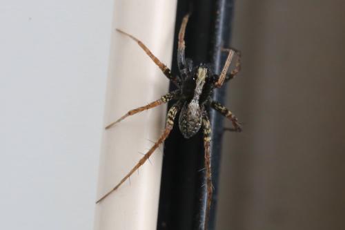 Pardosa sp.