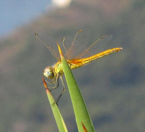 Sympetrum fonscolombii