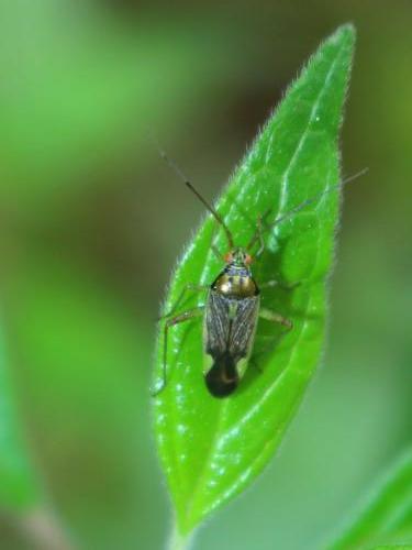 Réf. 254 245 : Closterotomus trivialis