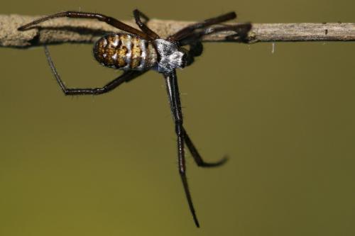 Réf. 254 835 : Argiope trifasciata
