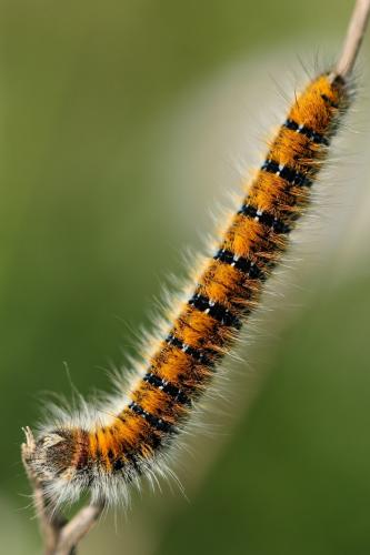 Lasiocampa sp.
