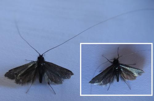 Adela reaumurella
