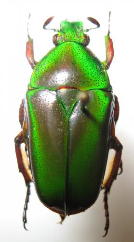Tmesorrhina pilosipes
