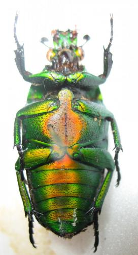 Réf. 254 314 : Tmesorrhina iris saundersi
