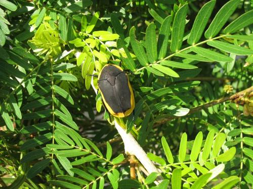 Réf. 254 798 : Pachnoda marginata